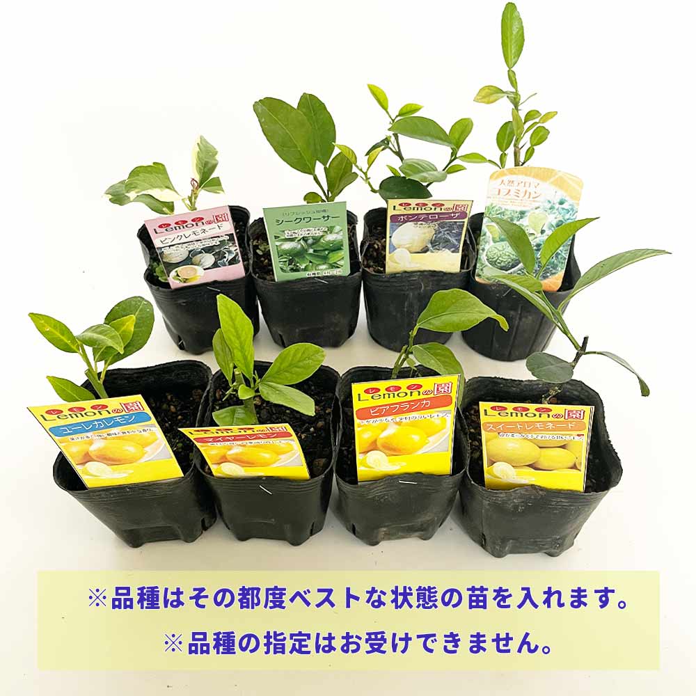 一本で実がなり育てやすい！柑橘おまかせセット 2品種各1個