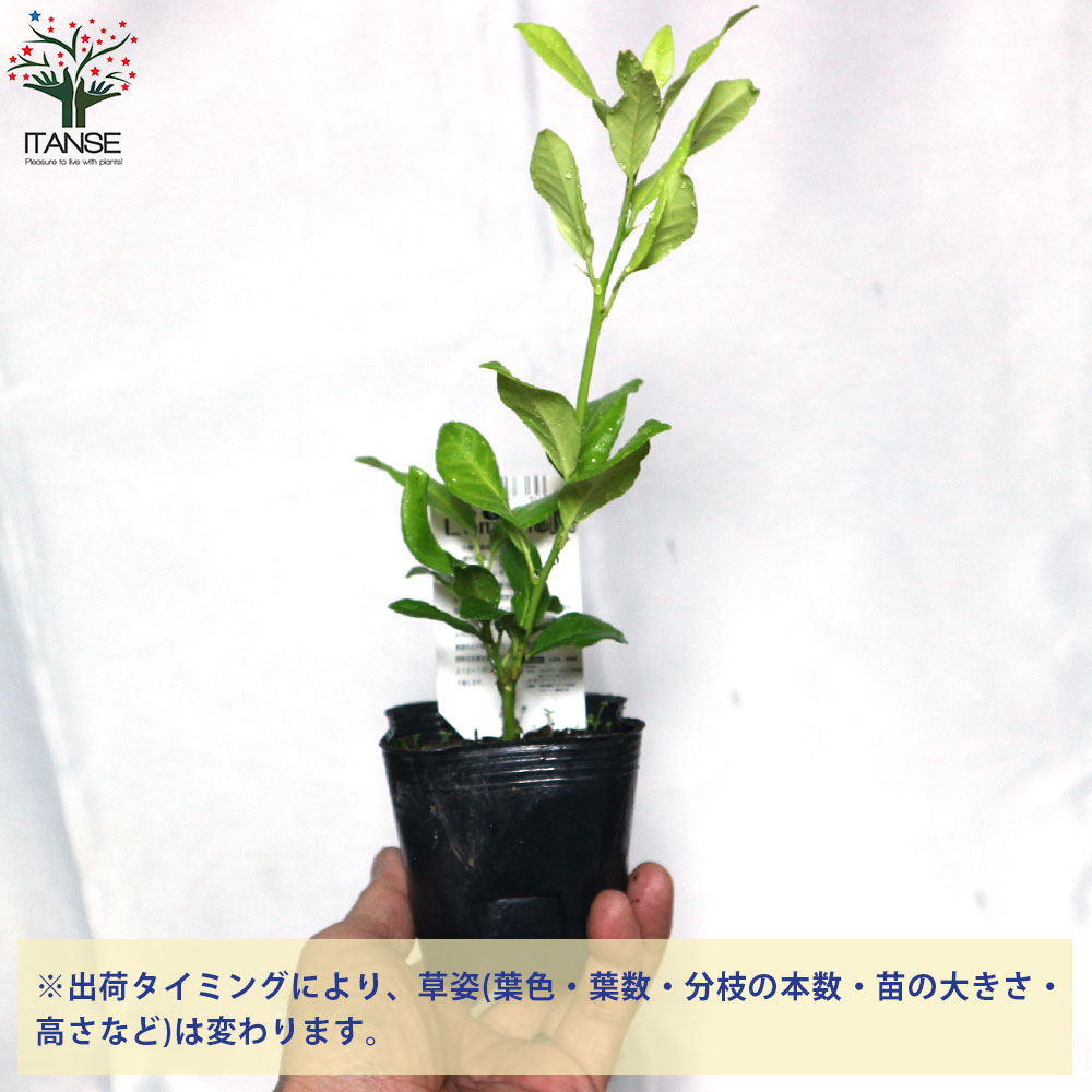 10本セット苗　柑橘 楽天市場 | 柑橘類の苗木専門店 キラリ - 柑橘類と紅葉の苗木のお店