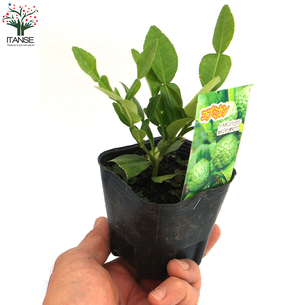 一本で実がなり育てやすい！柑橘おまかせセット 2品種各1個【果樹の苗 9cm／お買い得2個セット】