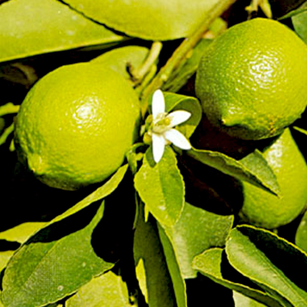 一本で実がなり育てやすい！柑橘おまかせセット 2品種各1個【果樹の苗 9cm／お買い得2個セット】