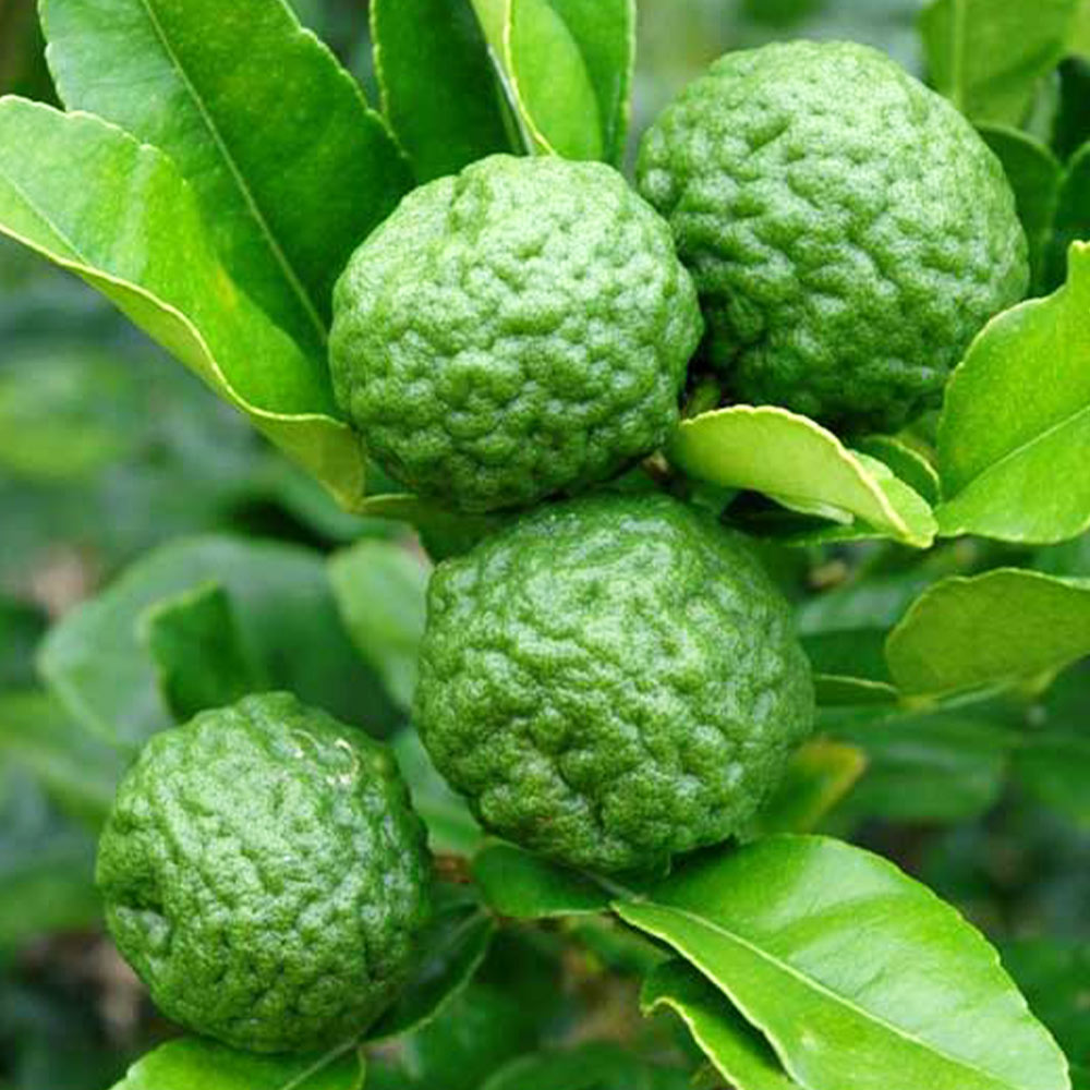 一本で実がなり育てやすい！柑橘おまかせセット 2品種各1個【果樹の苗 9cm／お買い得2個セット】