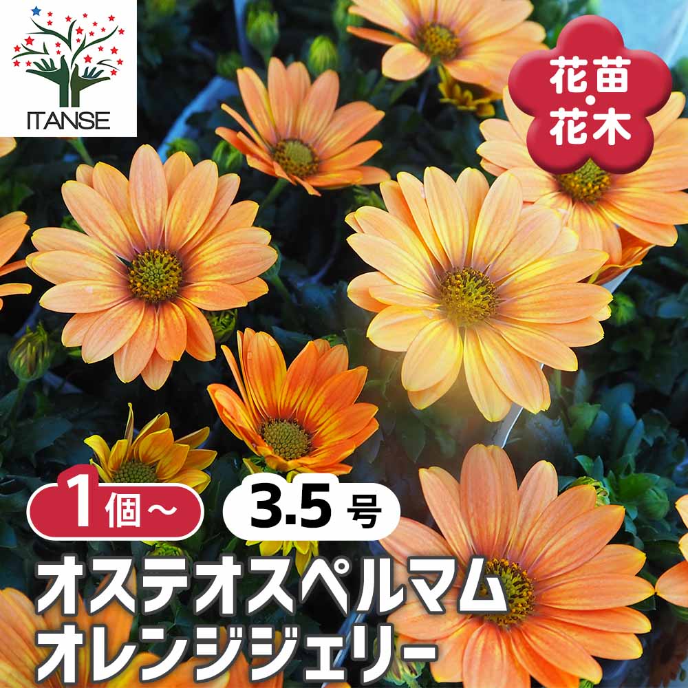 オステオスペルマム オレンジジェリー 【花苗 3.5号】｜ 【植物の