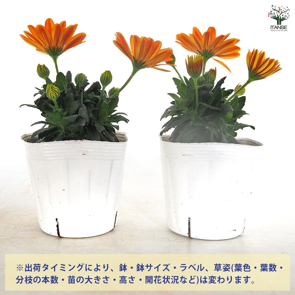 オステオスペルマム オレンジジェリー 【花苗 3.5号】