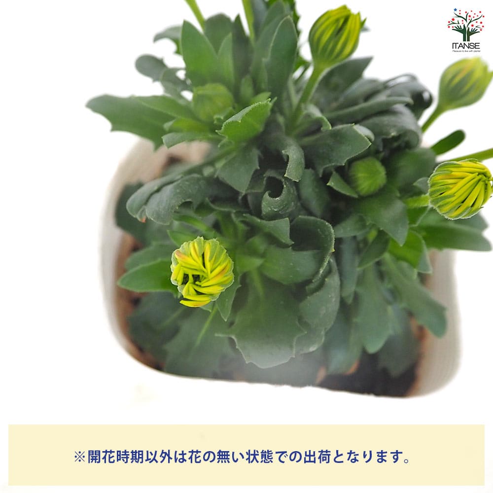 オステオスペルマム オレンジジェリー 【花苗 3.5号】