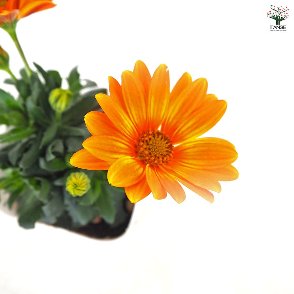 オステオスペルマム オレンジジェリー 【花苗 3.5号】