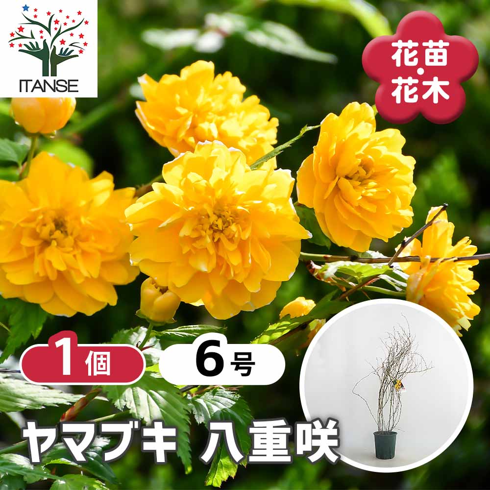 ヤマブキ(山吹) 八重咲 【花木苗 6号／1個売り】｜ 【植物の