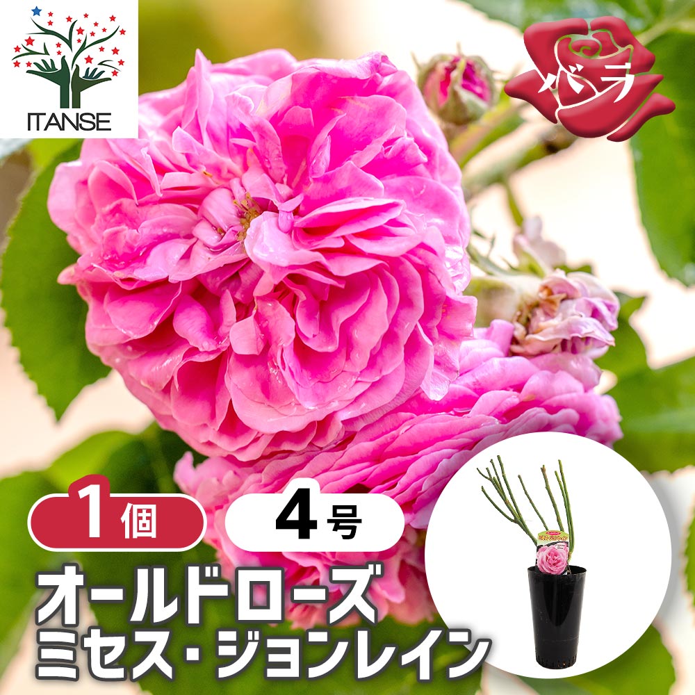薔薇 ミセス ジョンレイン 接木苗【花苗 4号／1個売り】｜ 【植物の