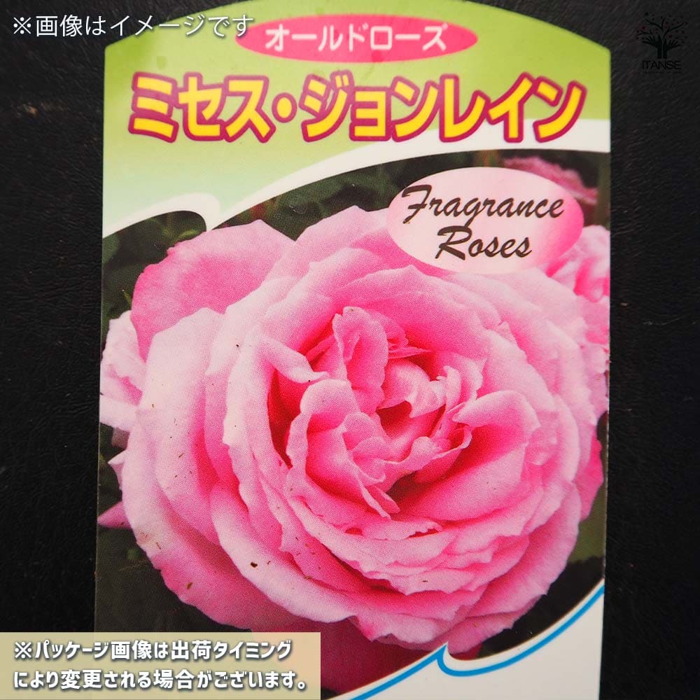薔薇 ミセス ジョンレイン 接木苗【花苗 4号／1個売り】｜ 【植物の