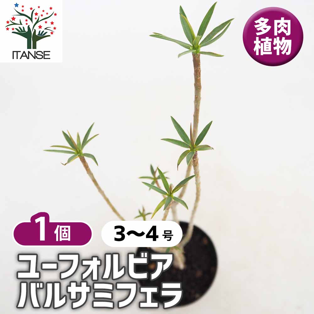 ユーフォルビア バルサミフェラ 【多肉植物 3号／1個売り】｜ 【植物の