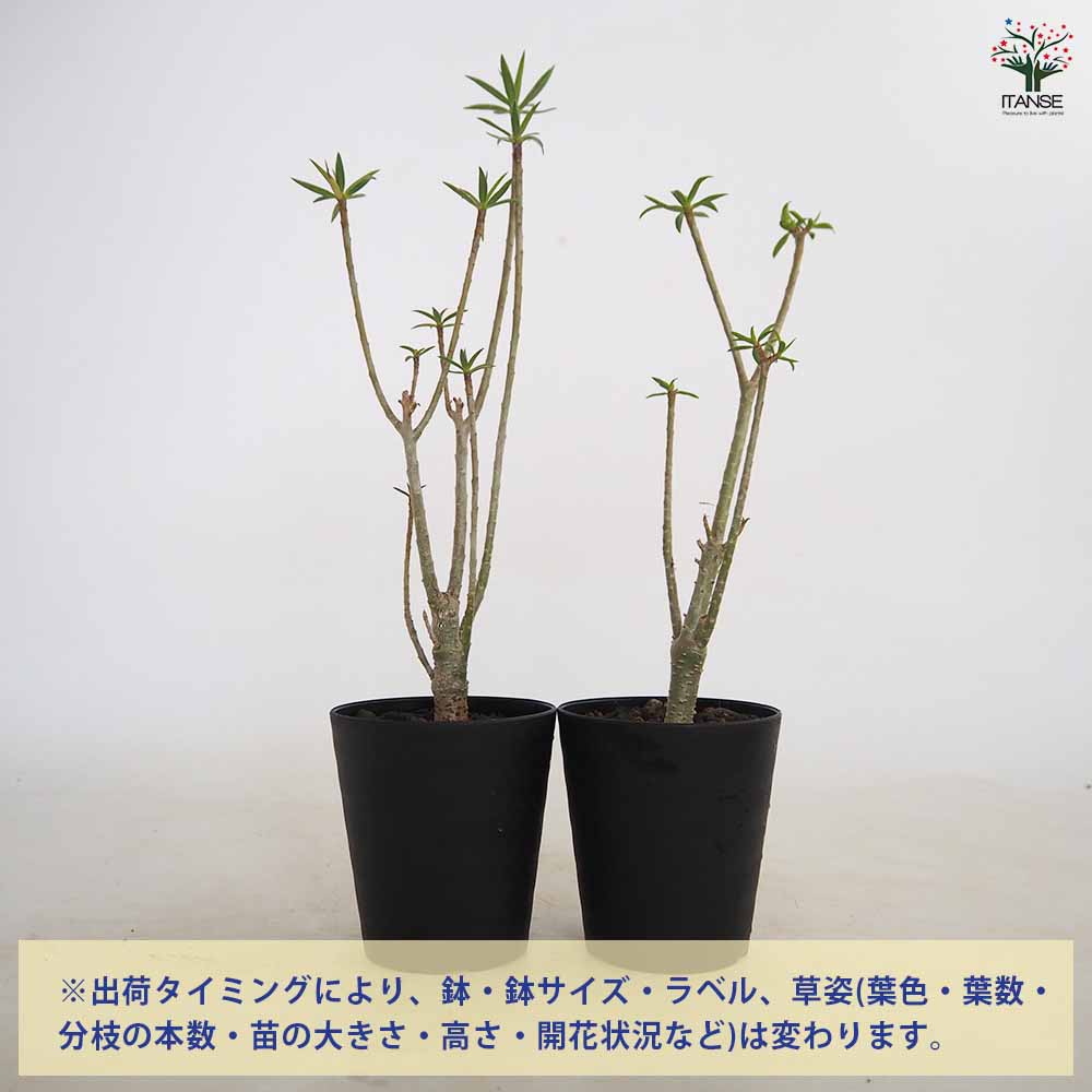 ユーフォルビア バルサミフェラ 【多肉植物 3号／1個売り】｜ 【植物の