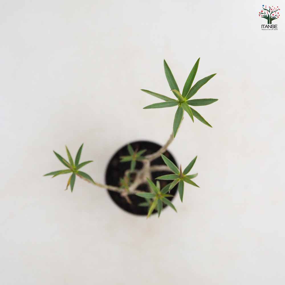 ユーフォルビア バルサミフェラ 【多肉植物 3号／1個売り】｜ 【植物の