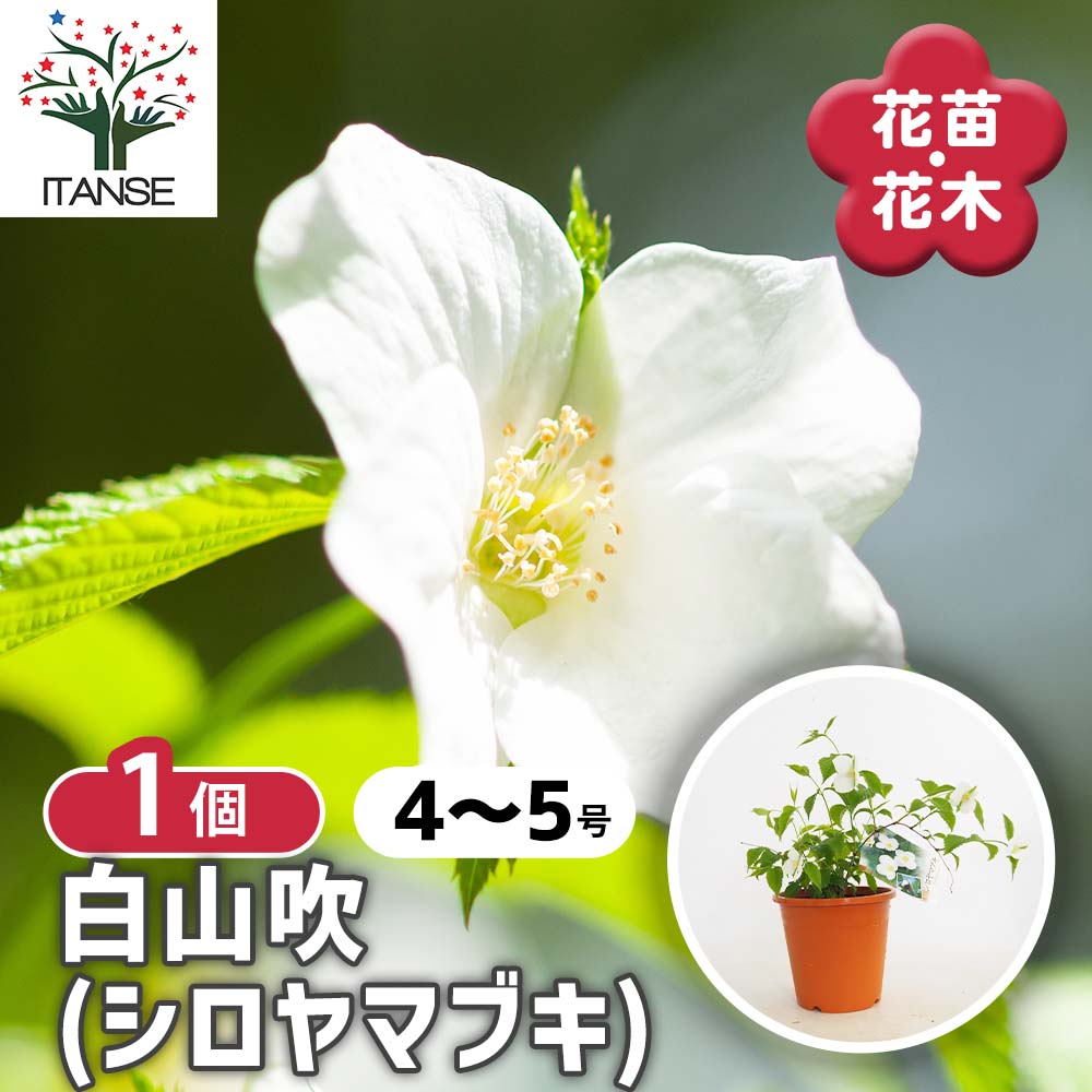 白山吹 【花木苗 4号/1個売り】| 【植物のITANSE】全品 白山吹 【花木苗 4号/1個売り】| 【植物のITANSE】全品