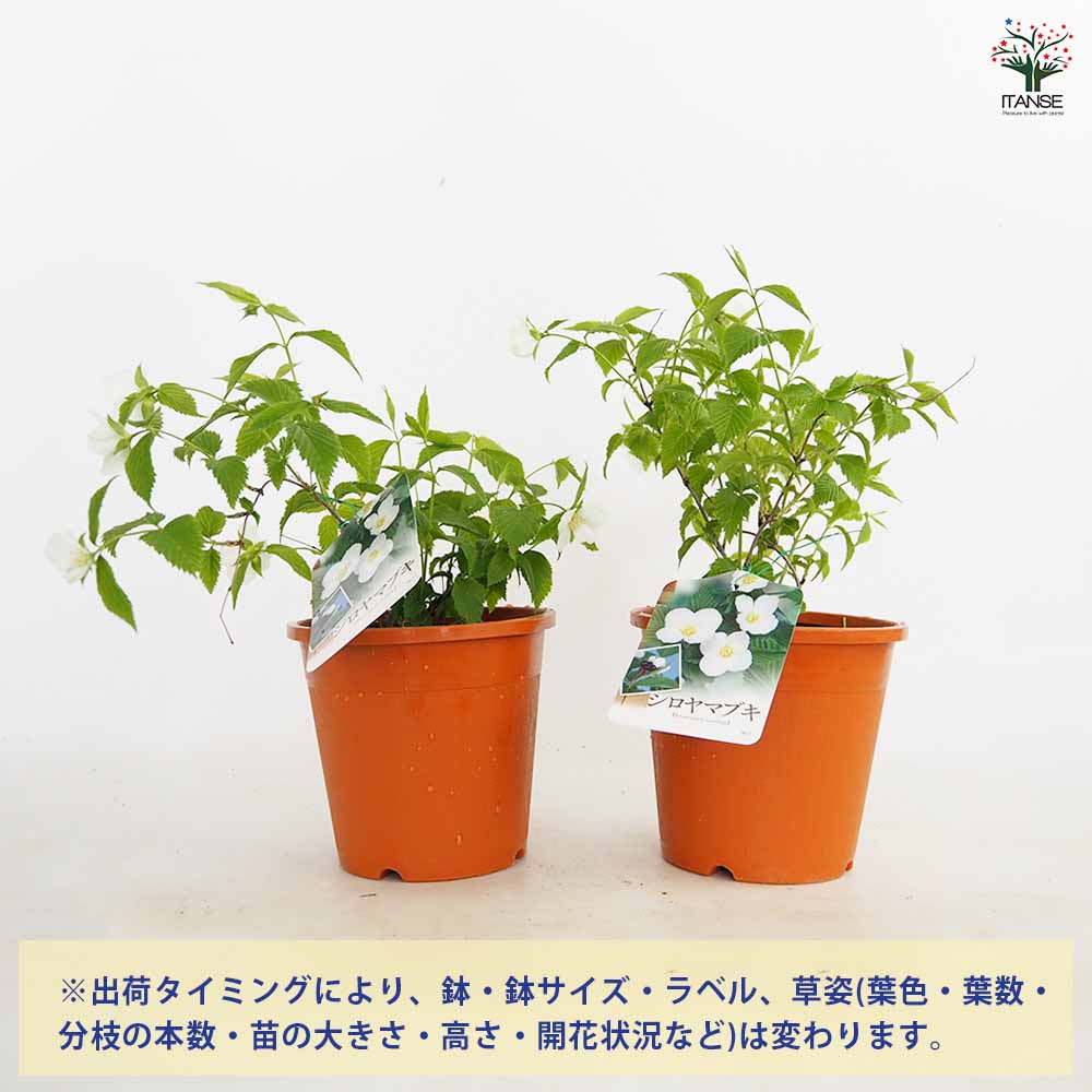 白山吹 【花木苗 4号／1個売り】｜ 【植物のITANSE】全品送料