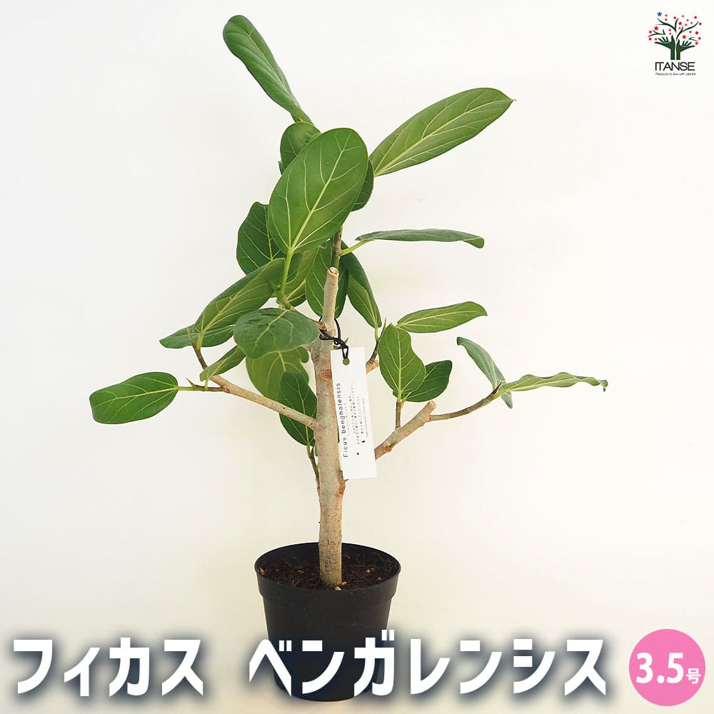 フィカス ベンガレンシス 【観葉植物 3.5号】｜ 【植物のITANSE