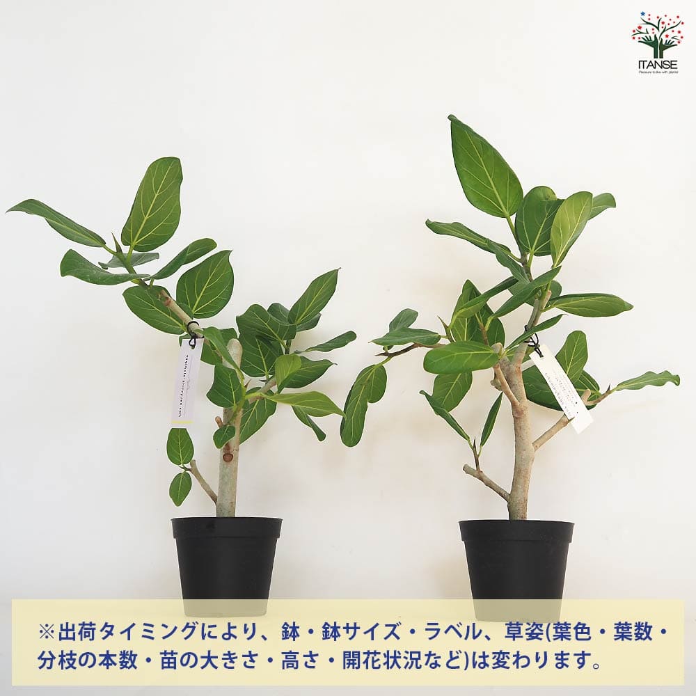 フィカス ベンガレンシス 【観葉植物 3.5号】｜ 【植物のITANSE
