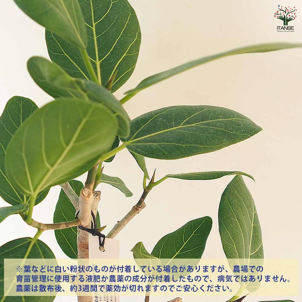フィカス ベンガレンシス 【観葉植物 3.5号】| 【植物のITANSE フィカス ベンガレンシス 【観葉植物 3.5号】| 【植物のITANSE
