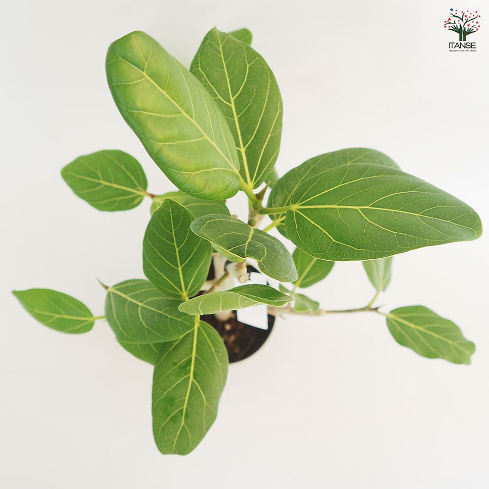 フィカス ベンガレンシス 【観葉植物 3.5号】｜ 【植物のITANSE