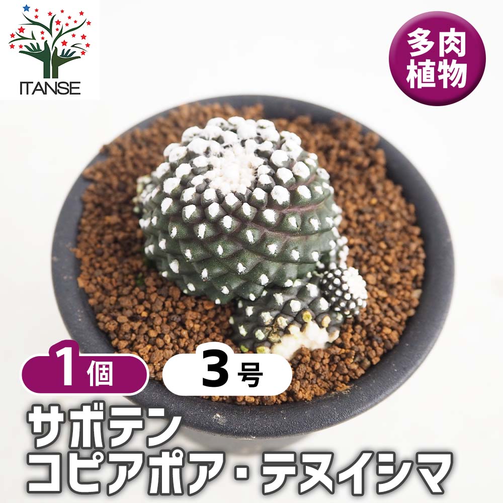 サボテン コピアポア テヌイシマ 【多肉植物 3号／1個売り】｜ 【植物