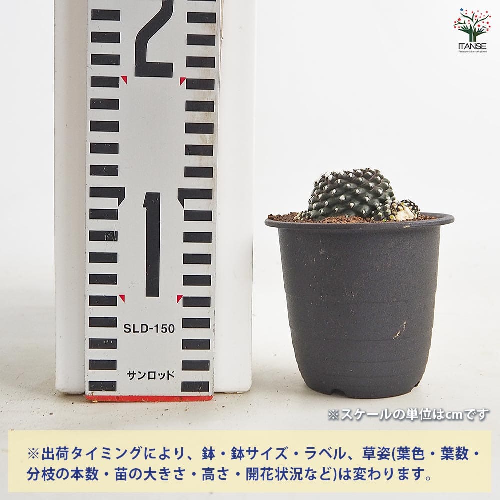 サボテン コピアポア テヌイシマ 【多肉植物 3号／1個売り】