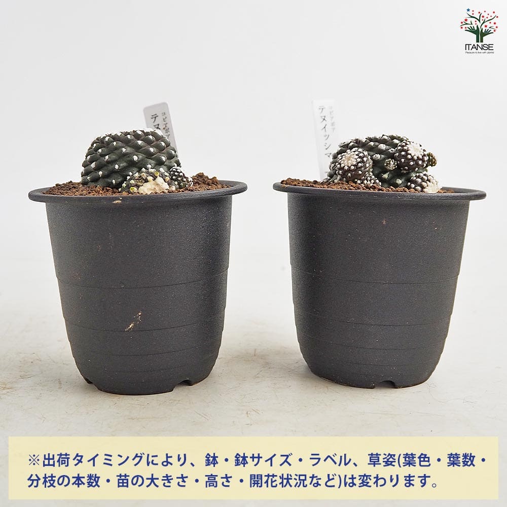 サボテン コピアポア テヌイシマ 【多肉植物 3号／1個売り】｜ 【植物