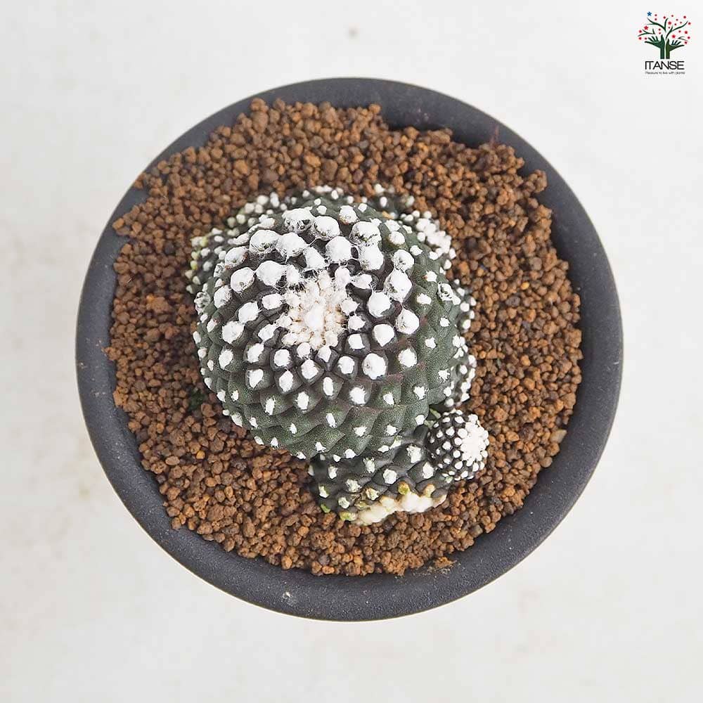 サボテン コピアポア テヌイシマ 【多肉植物 3号／1個売り】｜ 【植物