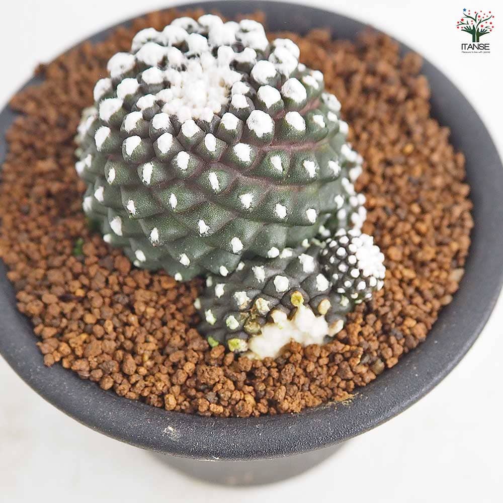 サボテン コピアポア テヌイシマ 【多肉植物 3号／1個売り】