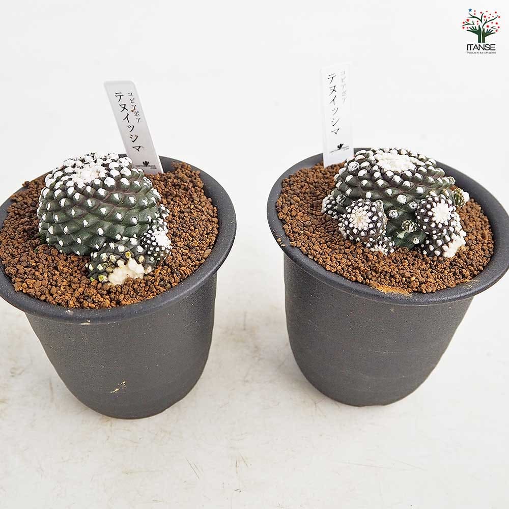 サボテン コピアポア テヌイシマ 【多肉植物 3号／1個売り】｜ 【植物