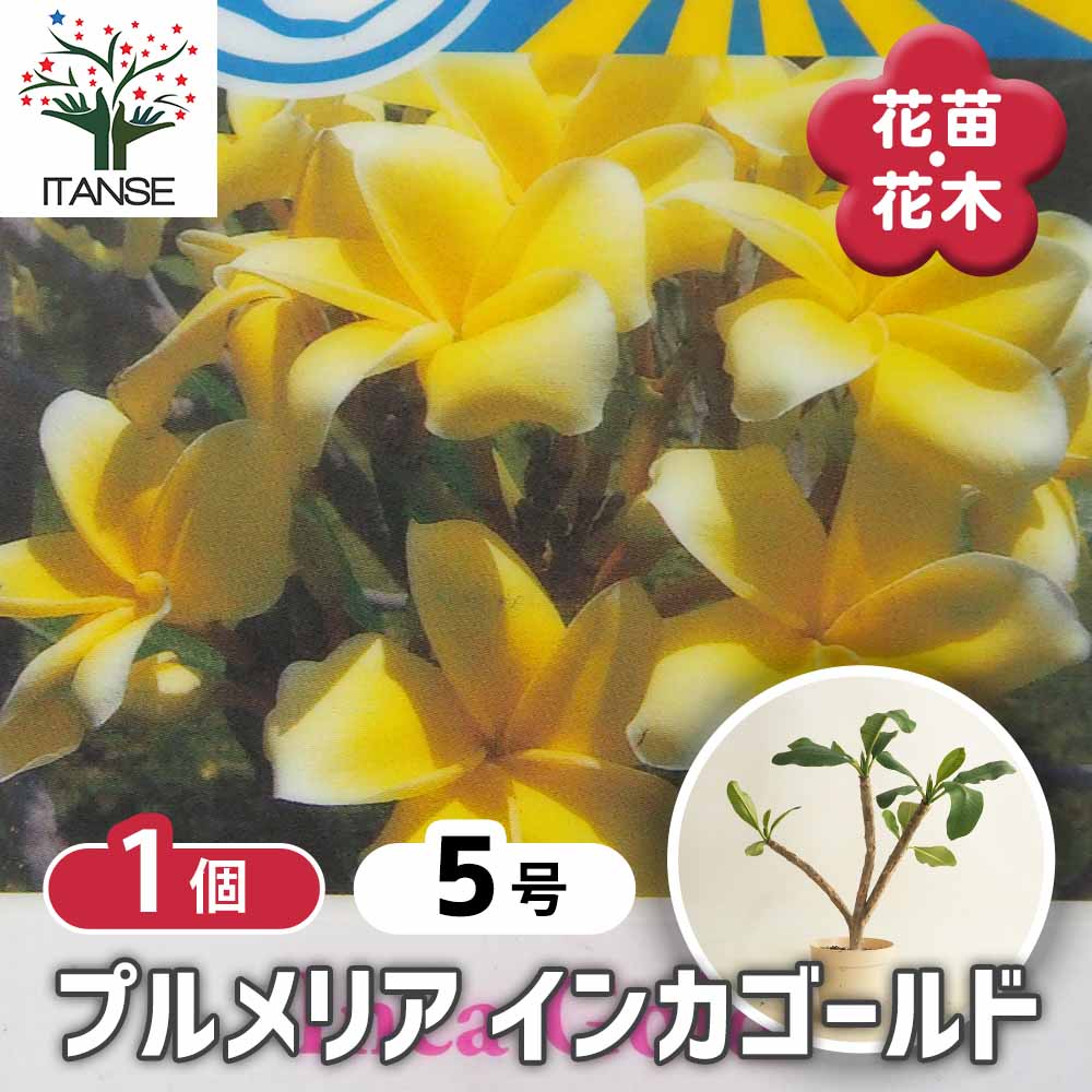 プルメリアの苗 インカゴールド 【花木苗 5号／1個売り】｜ 【植物の