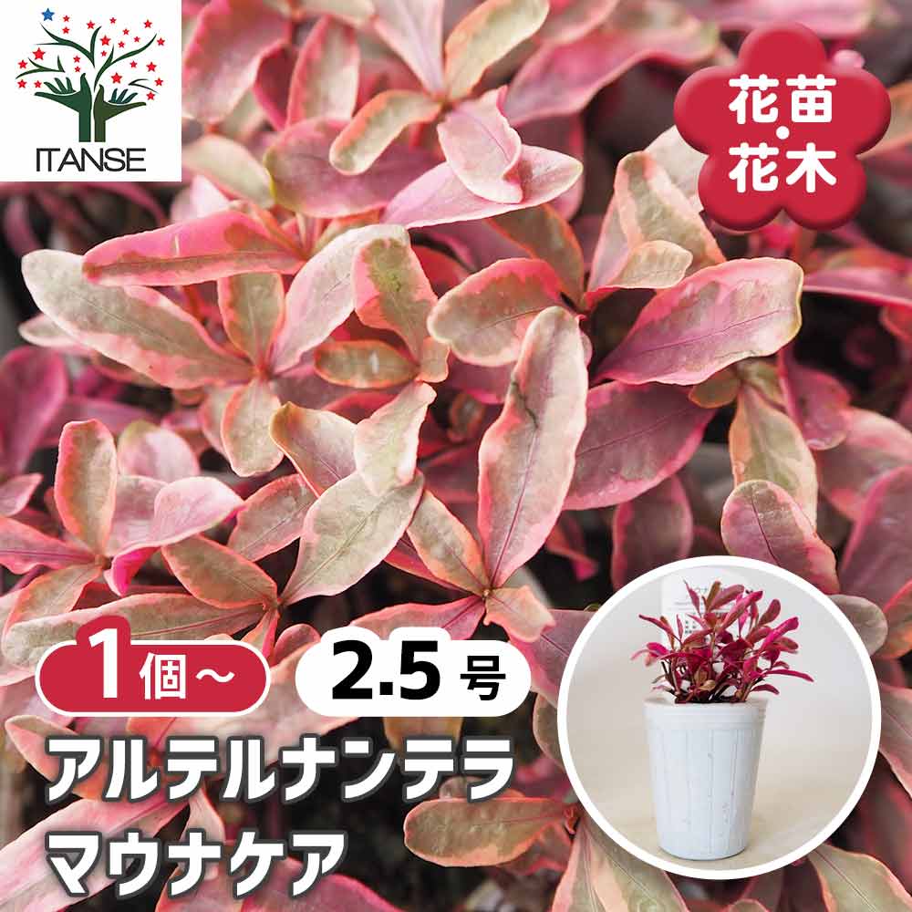 アルテルナンテラ マウナケア 【 花苗 2.5号 】