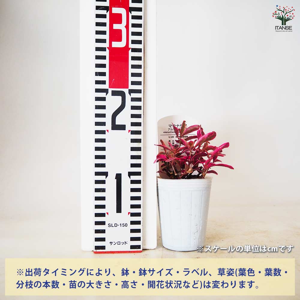 アルテルナンテラ マウナケア 【 花苗 2.5号 】
