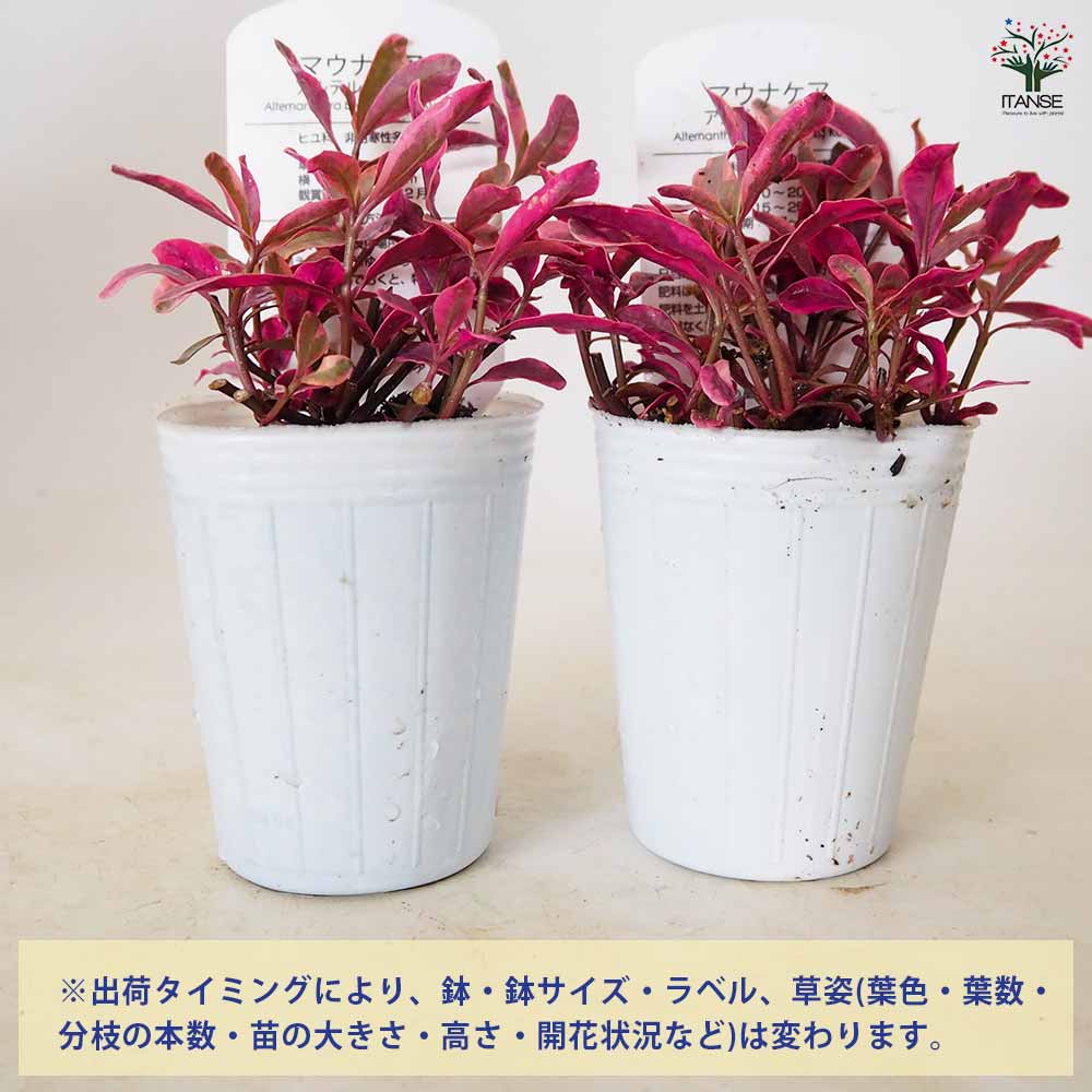アルテルナンテラ マウナケア 【 花苗 2.5号 】