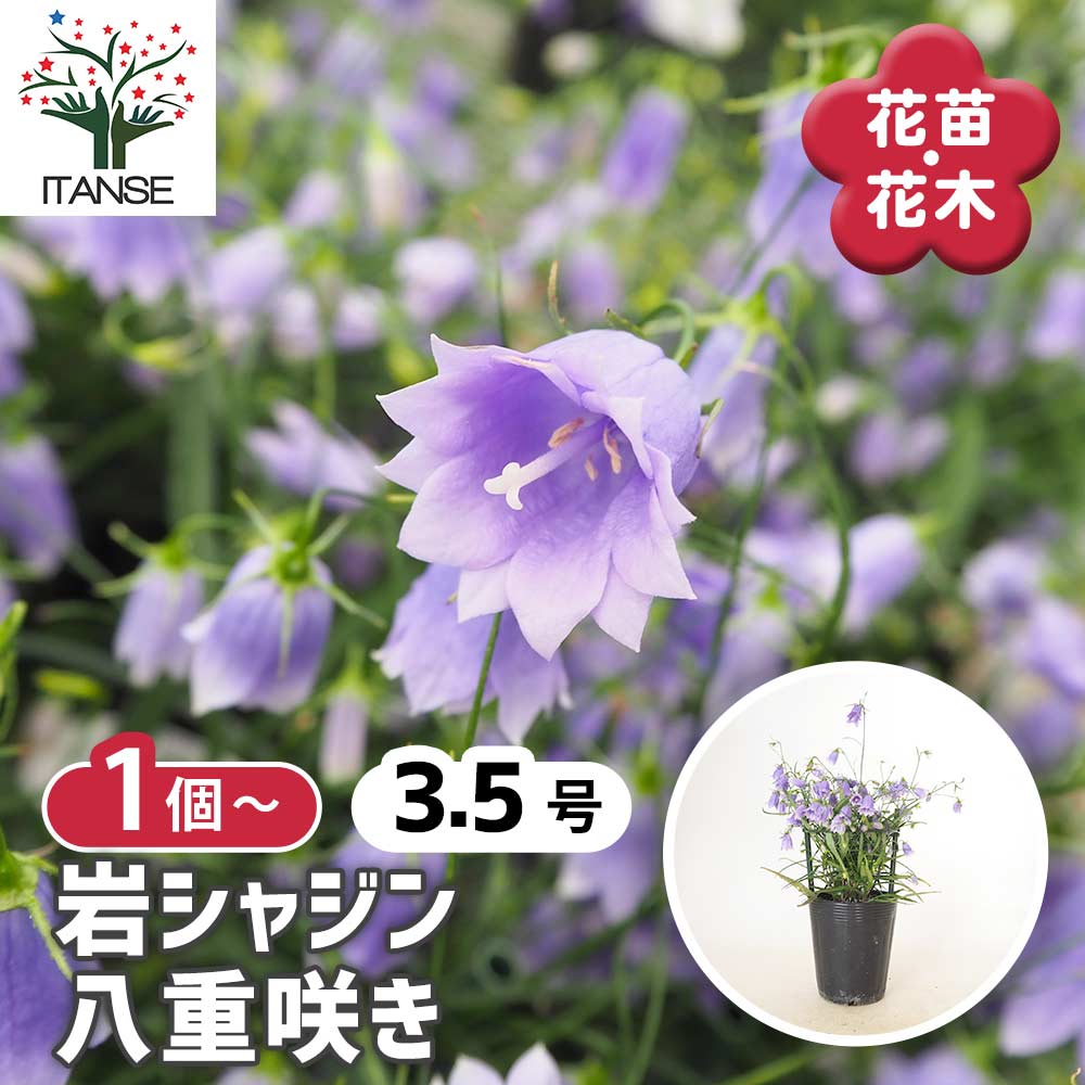 岩沙参 八重咲き 【 花苗 3.5号 】｜ 【植物のITANSE】全品送料