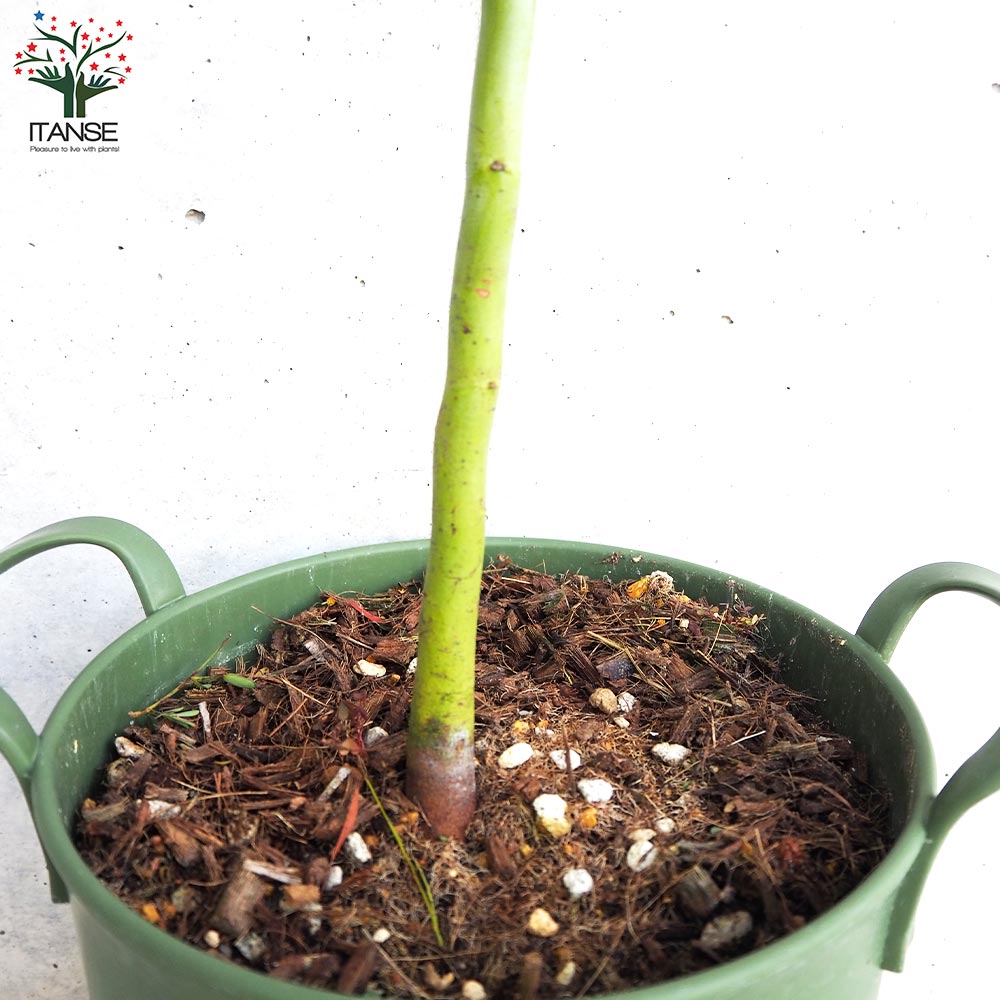 アカシア「スペクタビリス」7号鉢180cm大株 アカシア スペクタビリス