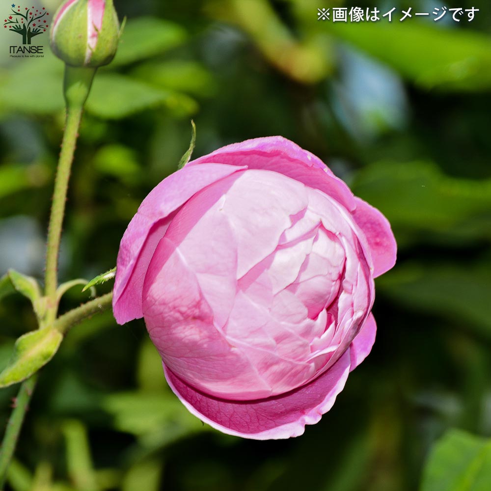 薔薇苗 オールドローズ・ラレーヌ ビクトリア【花苗 5号角鉢／1個売り】