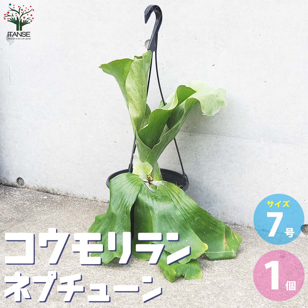 コウモリラン ネプチューン【観葉植物 7号鉢／1個売り】