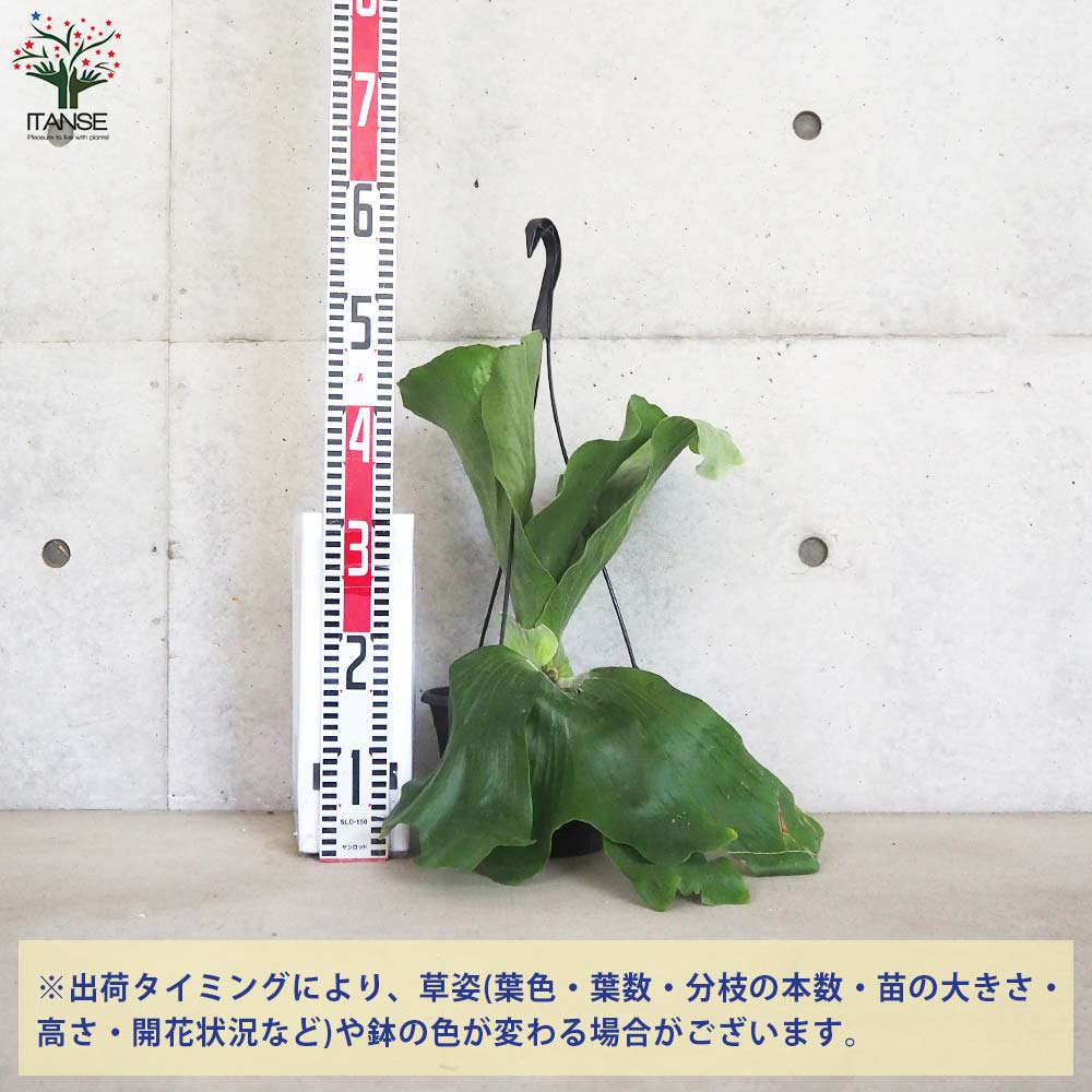 コウモリラン ネプチューン【観葉植物 7号鉢／1個売り】