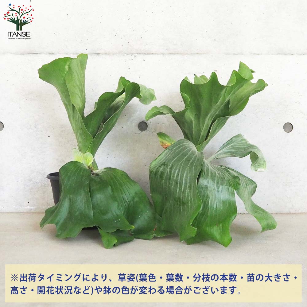 コウモリラン ネプチューン【観葉植物 7号鉢／1個売り】