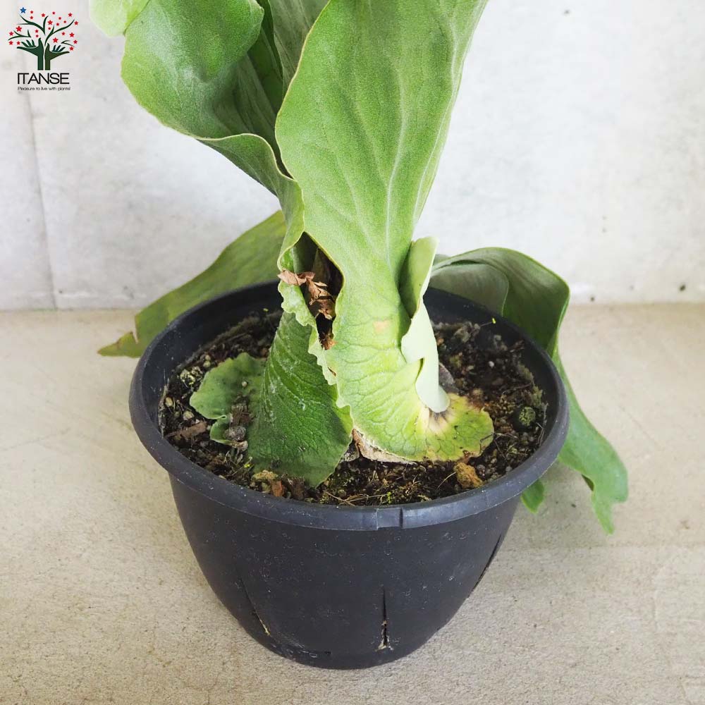 コウモリラン ネプチューン【観葉植物 7号鉢／1個売り】