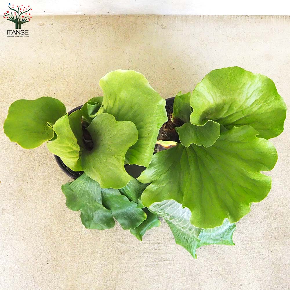 コウモリラン ネプチューン【観葉植物 7号鉢／1個売り】