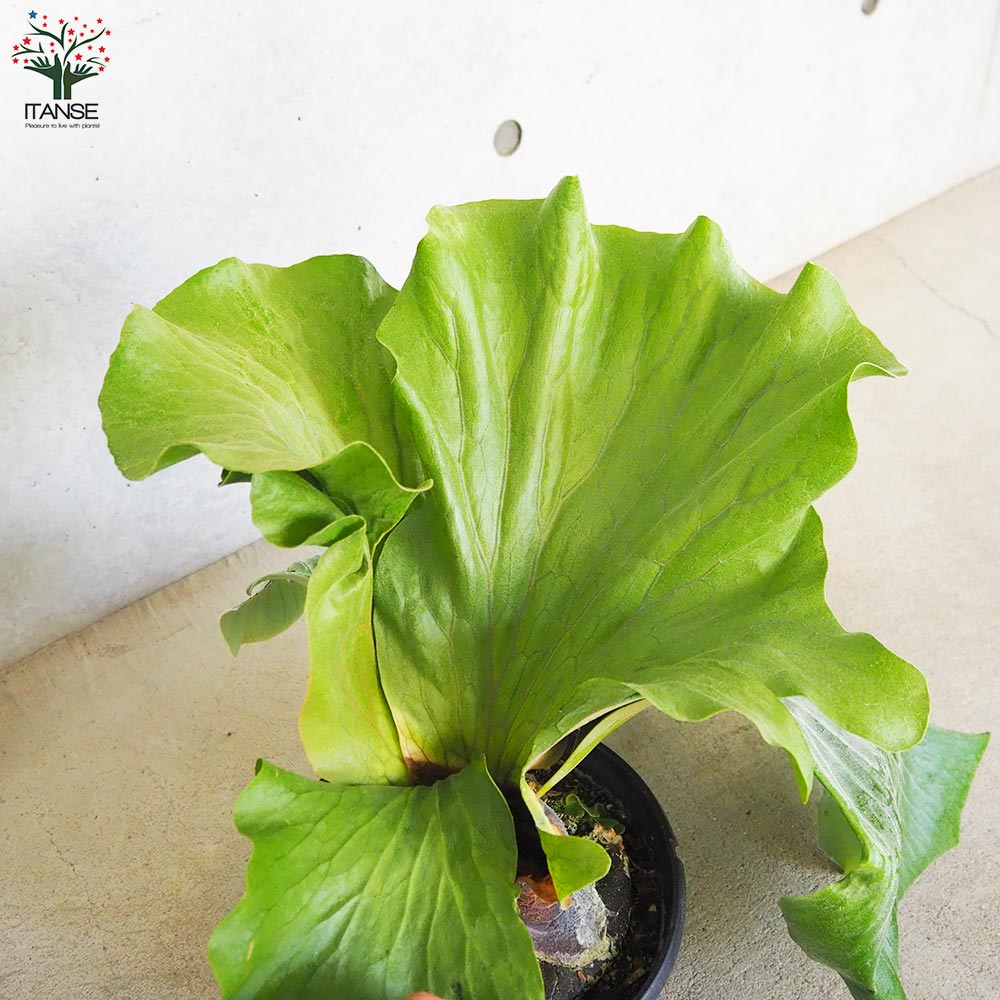 コウモリラン ネプチューン【観葉植物 7号鉢／1個売り】