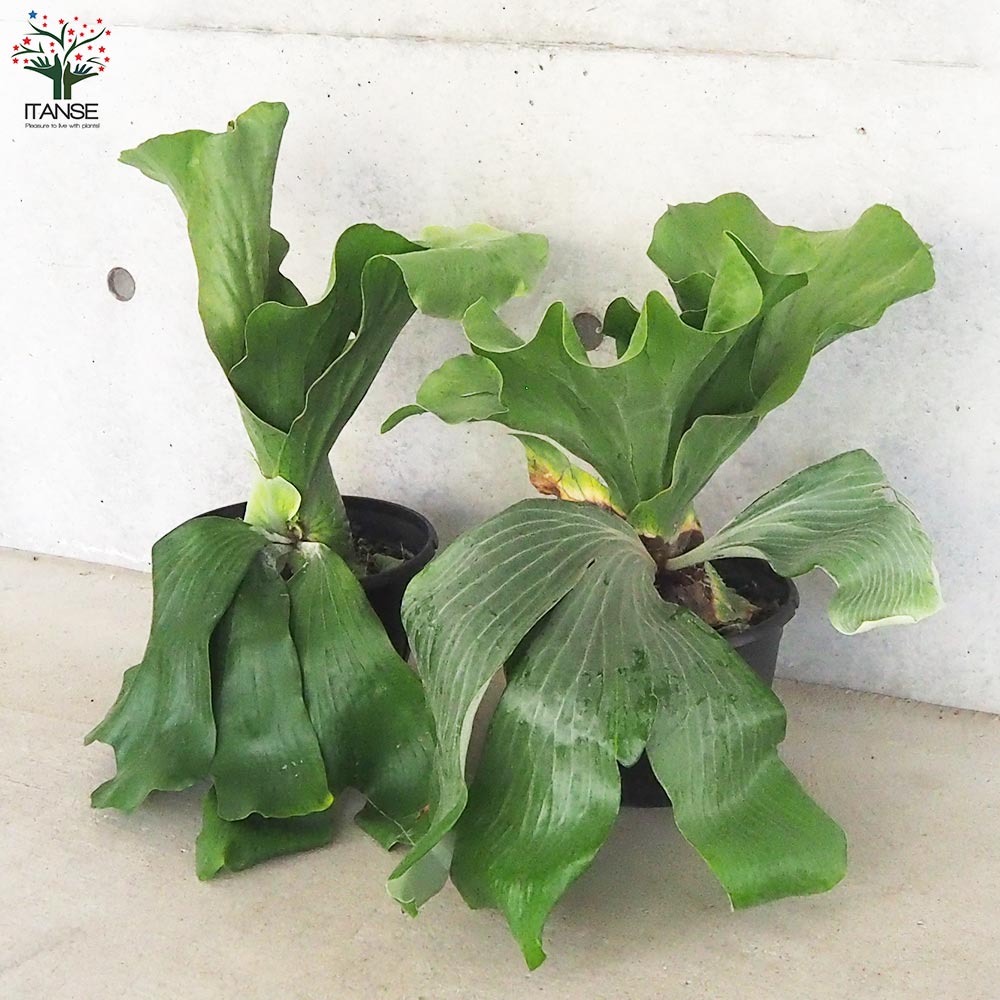 コウモリラン ネプチューン【観葉植物 7号鉢／1個売り】