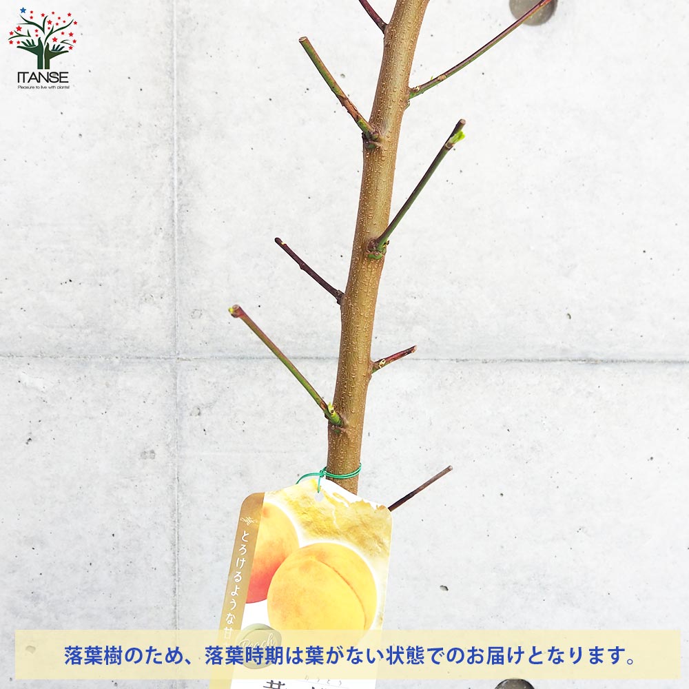 桃の苗木 黄金桃【果樹の苗木 4～5号ポット／1個売り】｜ 【植物の