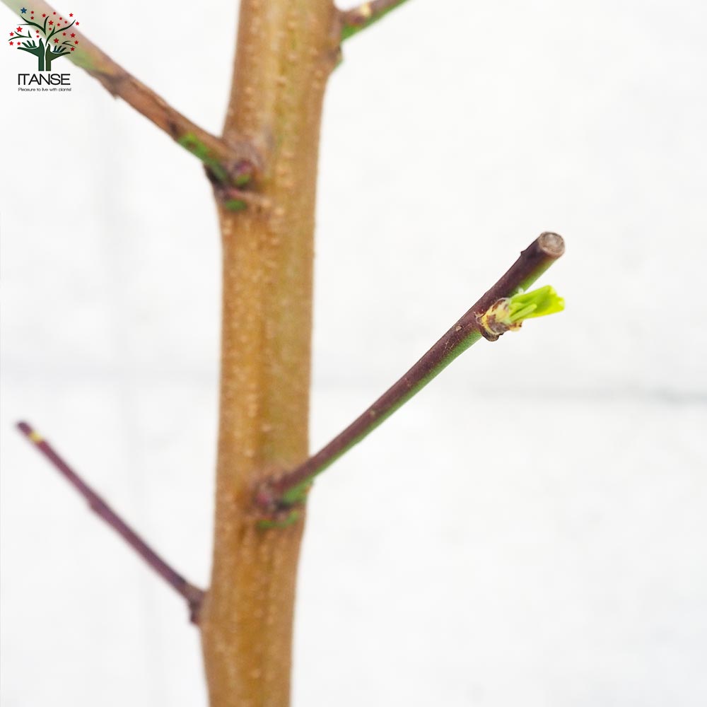 桃の苗木 黄金桃【果樹の苗木 4～5号ポット／1個売り】｜ 【植物の