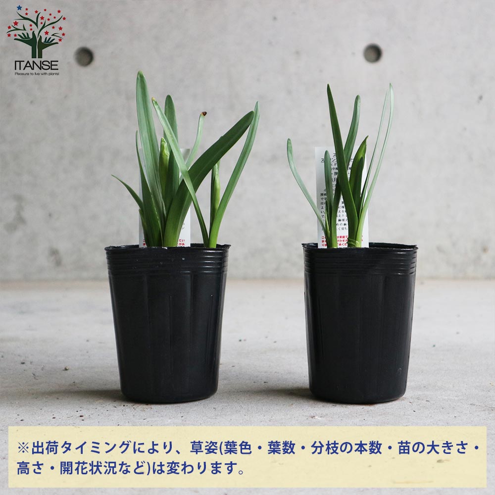 3八重咲き水仙 球根 青森産 ラフ