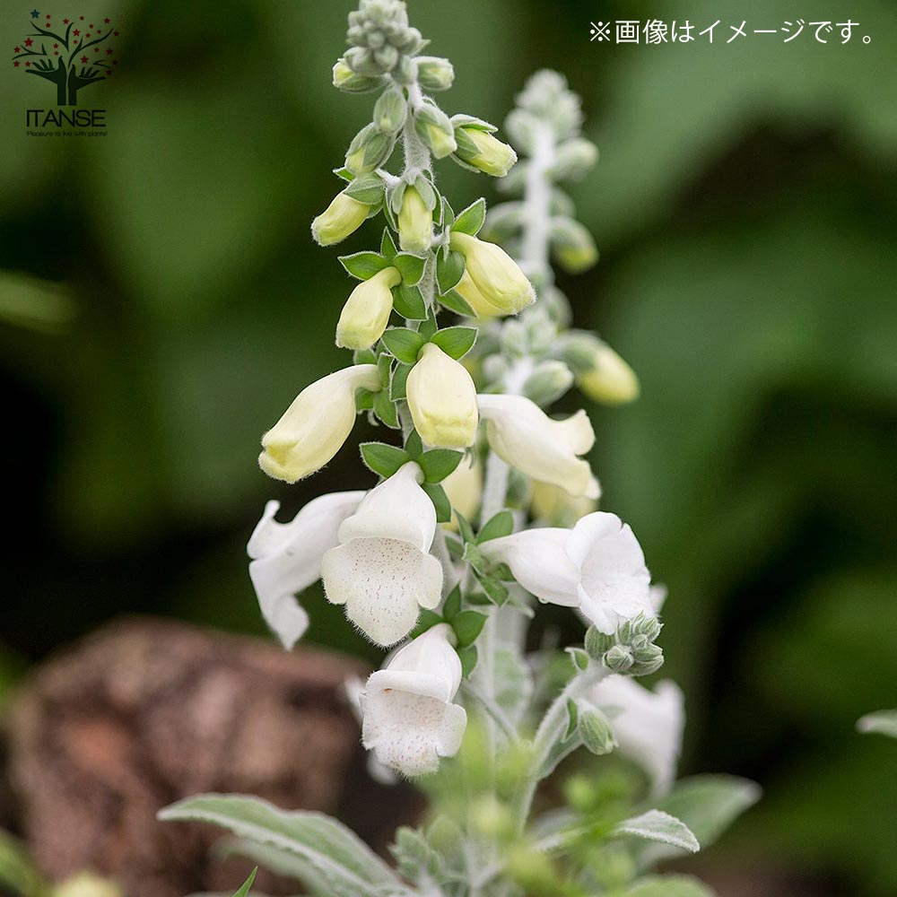 ジギタリス シルバーフォックス 宿根草【花苗 10.5cmポット】｜ 【植物 
