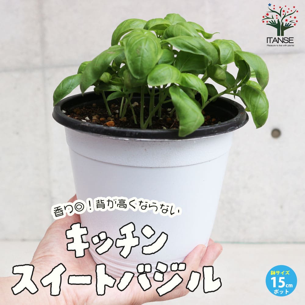 香りが良くて背が高くならない キッチン・スイートバジル 品種:矮性スイートバジル ジェコン【ハーブの苗 BN15cmポット苗】