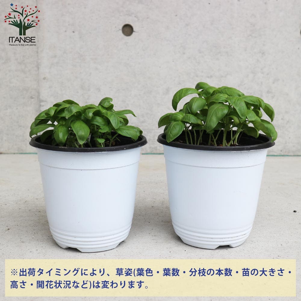 香りが良くて背が高くならない キッチン・スイートバジル 品種:矮性スイートバジル ジェコン【ハーブの苗 BN15cmポット苗】