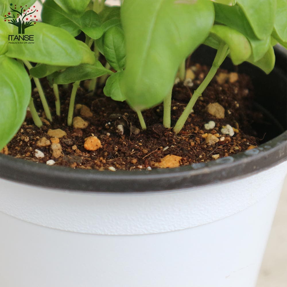 香りが良くて背が高くならない キッチン・スイートバジル 品種:矮性スイートバジル ジェコン【ハーブの苗 BN15cmポット苗】