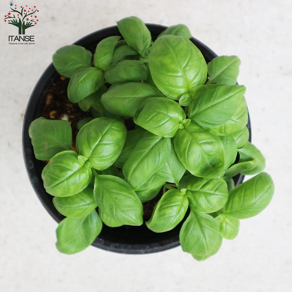 香りが良くて背が高くならない キッチン・スイートバジル 品種:矮性スイートバジル ジェコン【ハーブの苗 BN15cmポット苗】