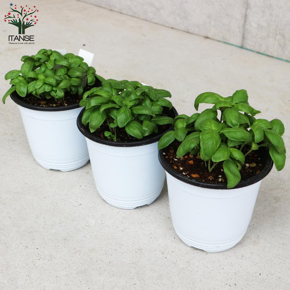 香りが良くて背が高くならない キッチン・スイートバジル 品種:矮性スイートバジル ジェコン【ハーブの苗 BN15cmポット苗】